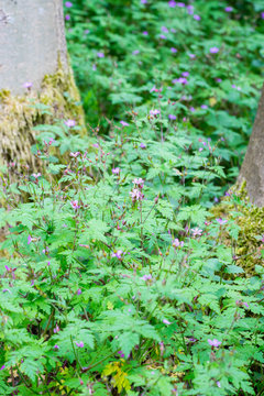 Storksbill plants (Geranium robertianum) growing on forest floor