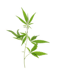 Fresh green hemp plant on white background