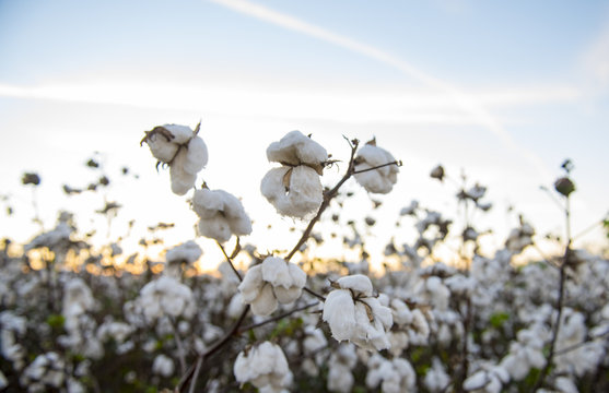 Cotton close-up
