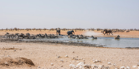 Elephant Chasing Zebra