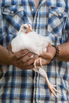 Urban Farming Chicken