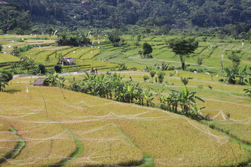 Fototapeta na wymiar Reisfelder Bali Indonesien