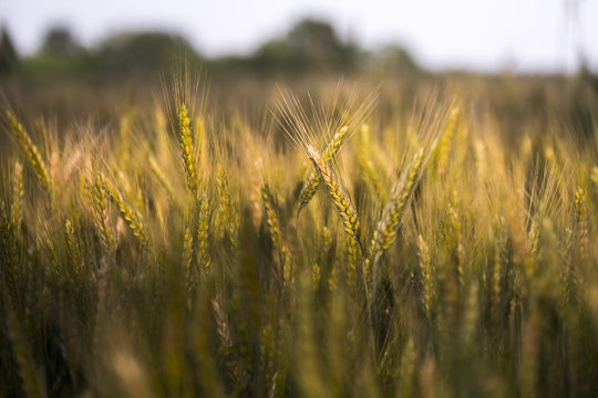 Wheat field in the evening