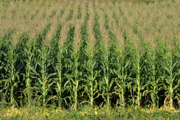 In the field ripens grain corn
