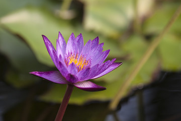 Lotusblüte erstrahlt in voller Schönheit