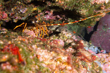 Langosta en su cueva