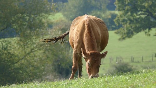 Beautiful brown cow in a field eating grass. Shot in Cheshire, England
