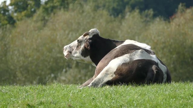 Beautiful black and white cow in resting position. Filmed in Cheshire, England.