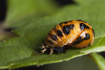 Marienkäfer Raupe verpuppt sich auf Blatt