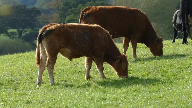 2 brown cows in a field eating grass. Lovely depth of field shot filmed in Cheshire, England