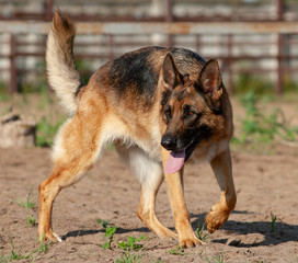 Beautiful german shepherd dog