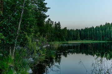 The quiet wild forest on the shore of the Saimaa lake in the Kolovesi National Park in Finland - 5