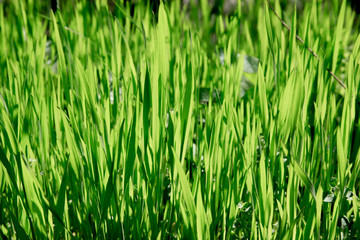 Fototapeta na wymiar Green Vibrant Grass