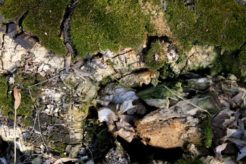 Moss Ground With Cracked Holes