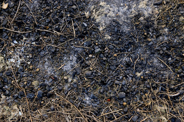 Burned Ground With Dry Vegetation Texture