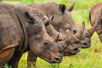 Portrait of three male bull white Rhino in kruger national park