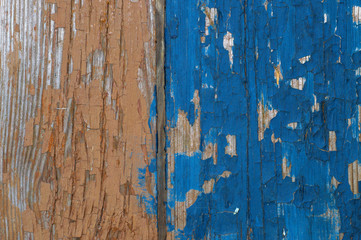  peeling old paint on a tree