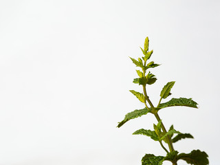 Sprig of mint against a white background