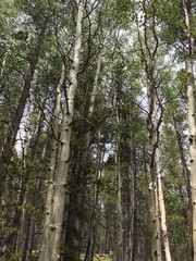 Aspen Trees Colorado