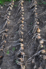 On the plantation ripe the onion