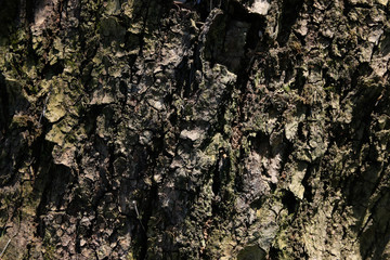 Tree Crust With Moss And Vegetation with Hard Shadows