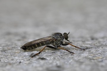 Raubfliege auf der Lauer