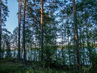 The Saimaa lake in the Kolovesi National Park in Finland  seen through the trees on its shores - 1