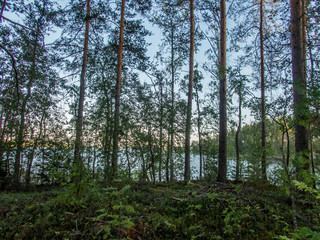 The Saimaa lake in the Kolovesi National Park in Finland  seen through the trees on its shores - 2