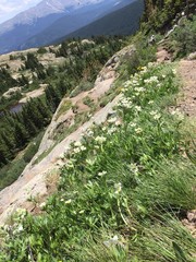 White Wildflower's on Mountain Path Breckenridge Colorado