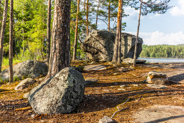 Glacier erratics covered in moss and lichens in the Kolovesi National Park in Finland  among plants of blueberries - 6