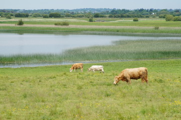 Monastic site of Clonmacnoise