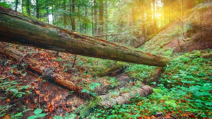 Gordijnen old fallen trees in the forest © pilat666