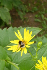 Gänseblümchen vor rostigem Metall