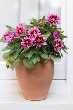 Beautiful autumn flowers of dahlias grow in a clay flower pot on a windowsill with a white curtain. Concept: gardening and English garden style.