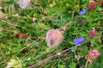 View over the Alpe di Siusi. ( Seiser Alm )
