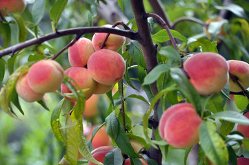 Ripe peach fruit