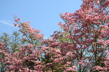 Östlicher Blumen-Hartriegel