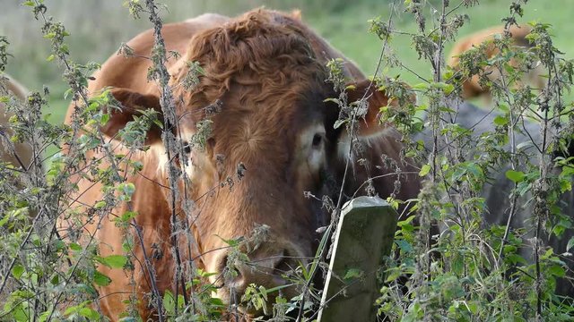 Brown cow hidden behind a bush. Filmed in Cheshire, England