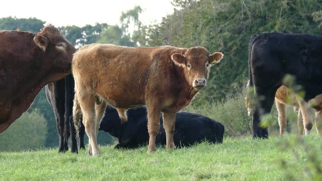 Cattle herd filmed in Cheshire, England.
Young brown cow in the middle.
Hero shot of af a young brown cow.