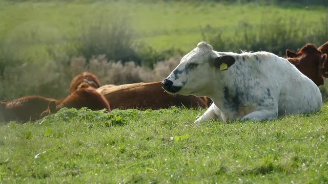 White old cow chewing on grass. Shot in Cheshire, England.
Head movement.
