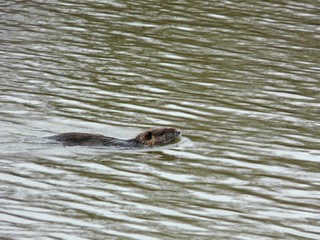 nutria