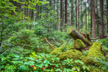 old fallen trees in the forest.