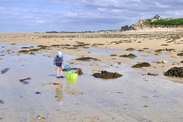 Un petit garçon qui pêche des crabes à marée basse en Bretagne