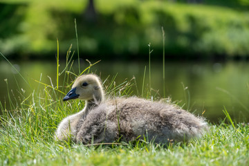 Canada goose Gosling