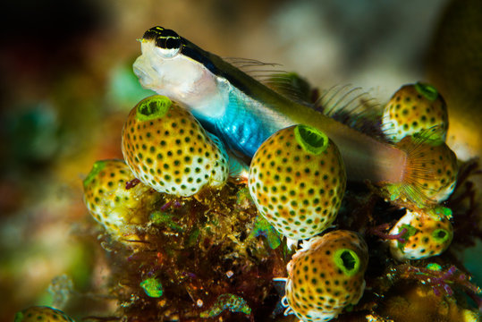 banda coralblenny fish