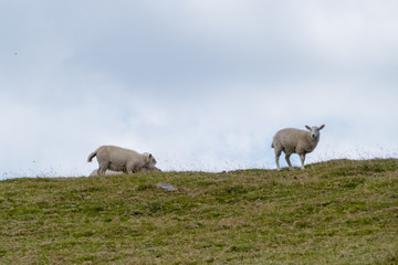 Walliser Schafe beim Kuscheln Valais Sheeps while cuddling