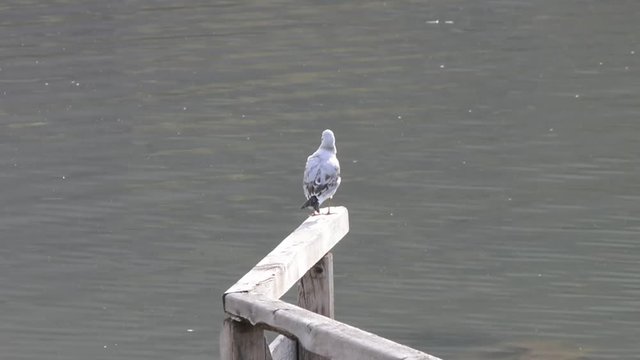 gabbiano