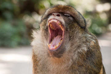 portrait of macaque shouting in the forest