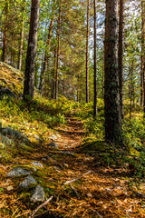 A path in the Kolovesi National Park in Finland  among plants of blueberries - 4
