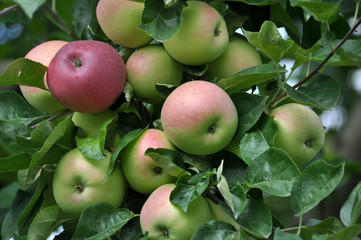 On the branches of a tree green-red apples mature